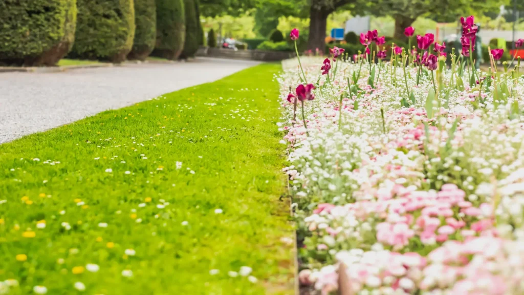 Swiss Executive Job Search - Tulip Flower Garden in Switzerland