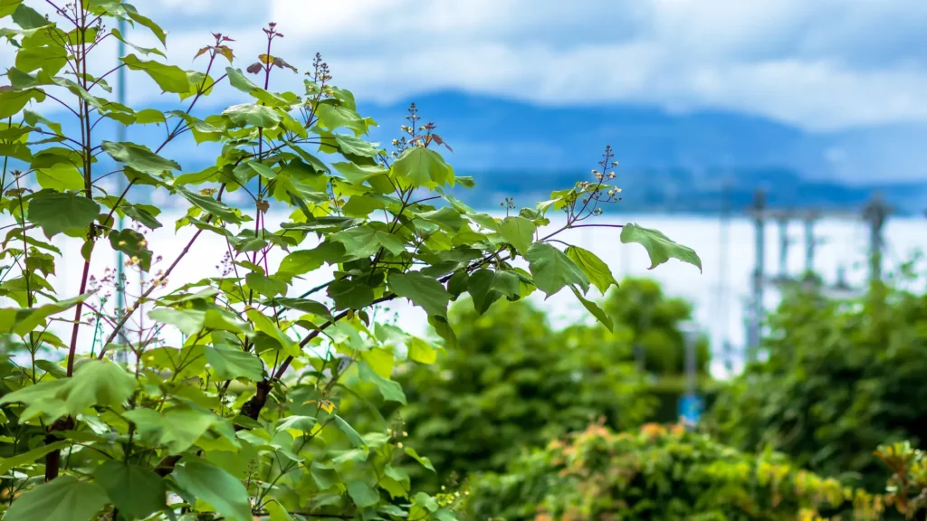 Paulownia tomentosa near lake in Switzerland