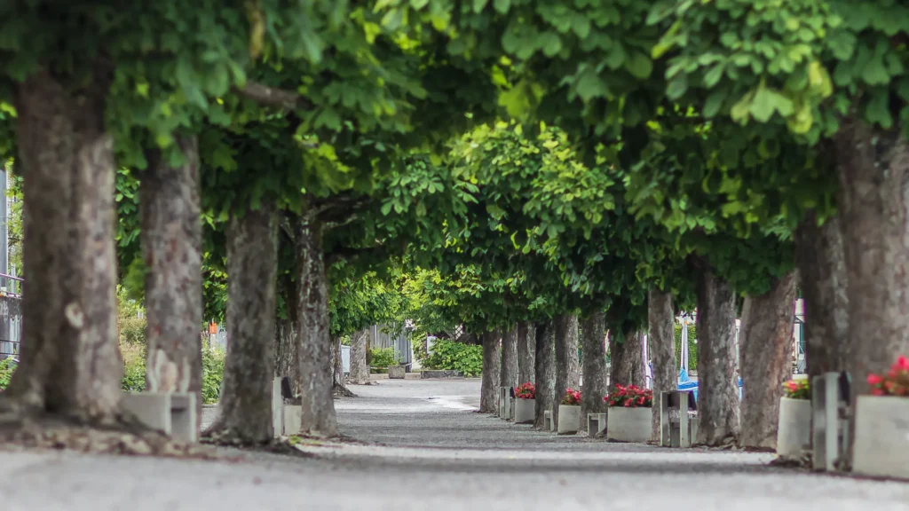 Gravel promenade in Lucerne, Switzerland, lined with chestnut trees