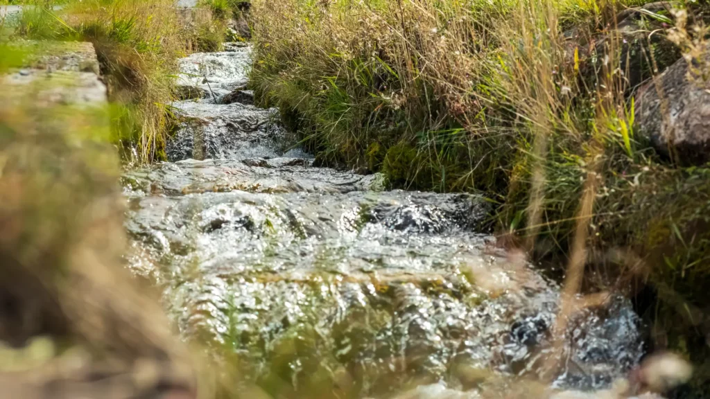 A close-up of water flowing through tall grass, illustrating the nuance between language fluency and professional calibration.